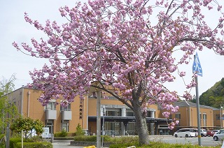 桜の木