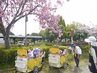 桜をみる園児